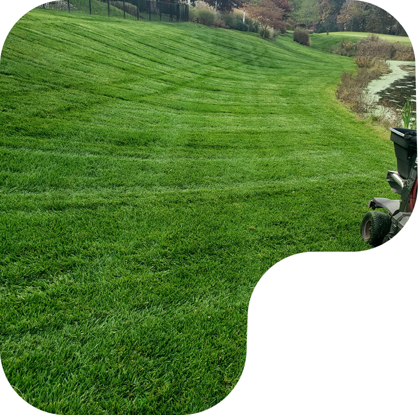 How to Identify and Treat Common Lawn Weeds