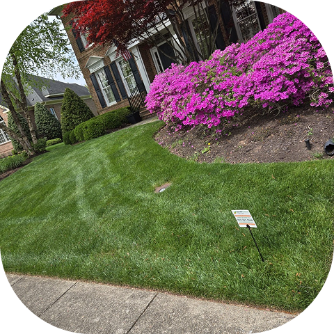 House with lush lawn and flowering shrubs