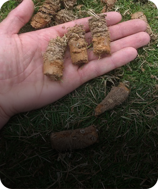 Aeration and Overseeding
