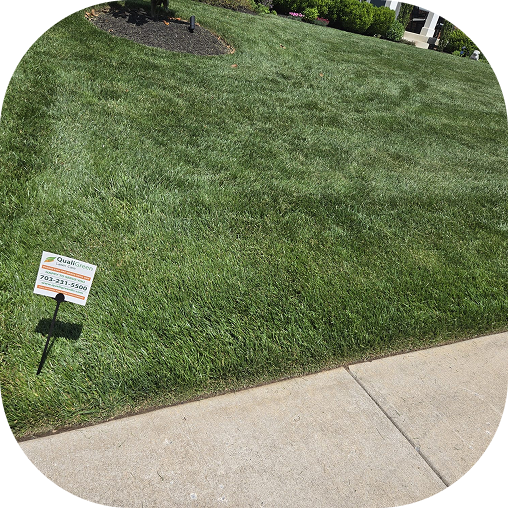 Healthy lawn close-up